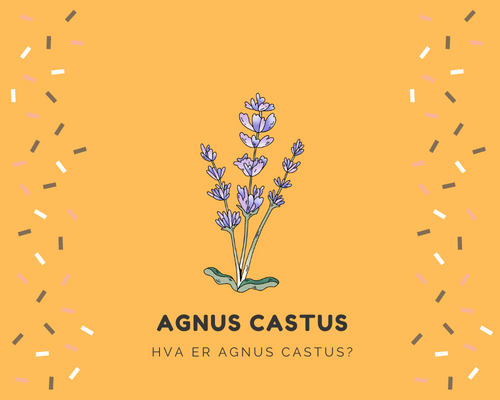 Hva er Agnus Castus?
